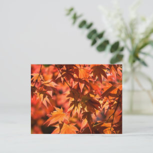 Fall Colours Leaves Red Holiday Postcard
