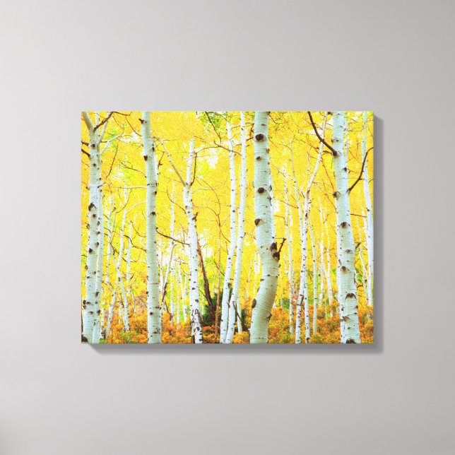 Fall colours of Aspen trees 1 Canvas Print (Front)