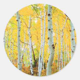 Fall colours of Aspen trees 1 Classic Round Sticker