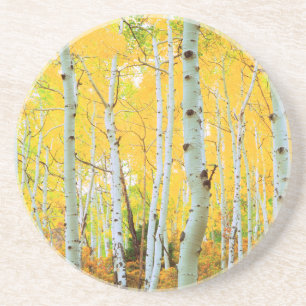 Fall colours of Aspen trees 1 Coaster