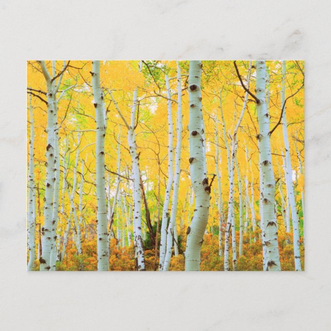 Fall colours of Aspen trees 1 Postcard (Front)