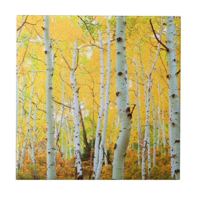 Fall colours of Aspen trees 1 Tile (Front)