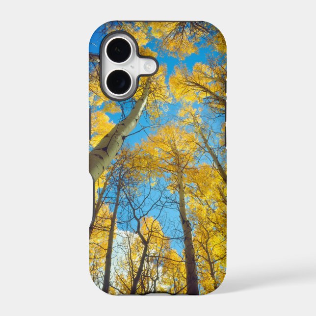 Fall colours of Aspen trees 2 (Back)