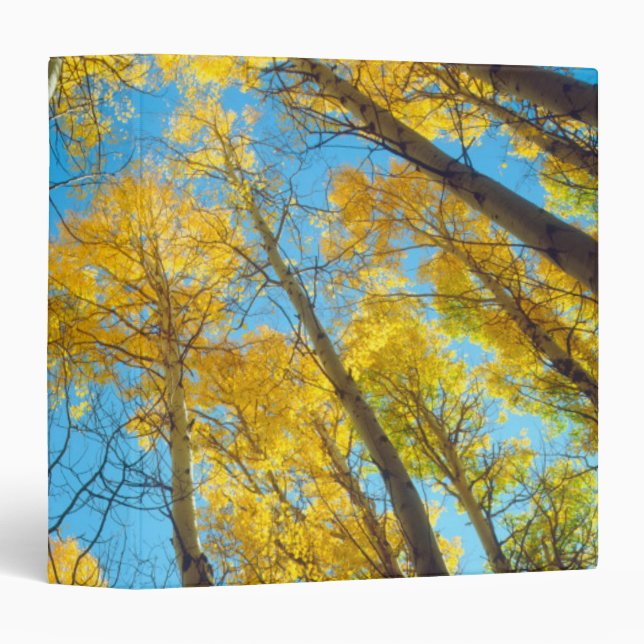 Fall colours of Aspen trees 2 Binder (Front/Spine)
