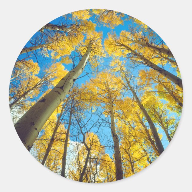 Fall colours of Aspen trees 2 Classic Round Sticker (Front)