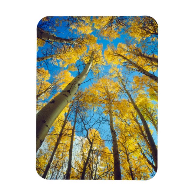 Fall colours of Aspen trees 2 Magnet (Vertical)
