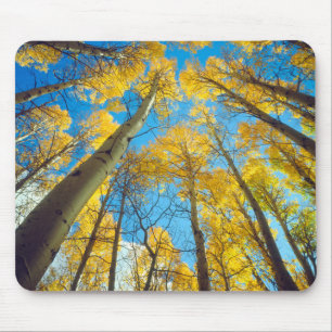 Fall colours of Aspen trees 2 Mouse Pad