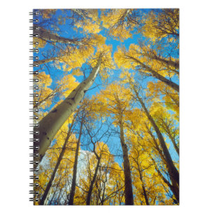 Fall colours of Aspen trees 2 Notebook