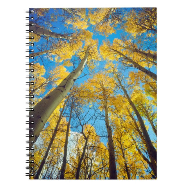 Fall colours of Aspen trees 2 Notebook (Front)