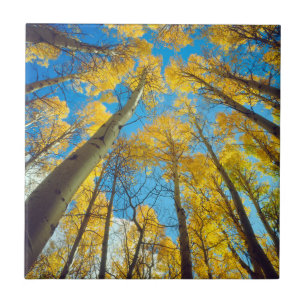 Fall colours of Aspen trees 2 Tile