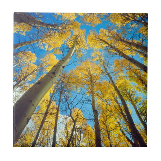 Fall colours of Aspen trees 2 Tile (Front)