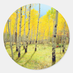 Fall colours of Aspen trees 4 Classic Round Sticker