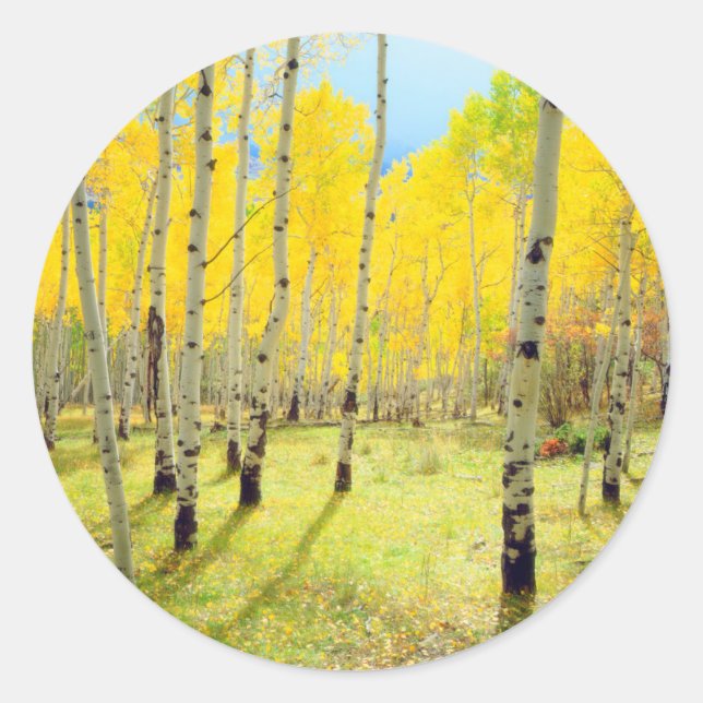 Fall colours of Aspen trees 4 Classic Round Sticker (Front)