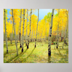Fall colours of Aspen trees 4 Poster