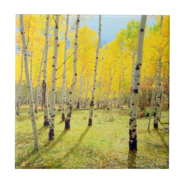 Fall colours of Aspen trees 4 Tile (Front)