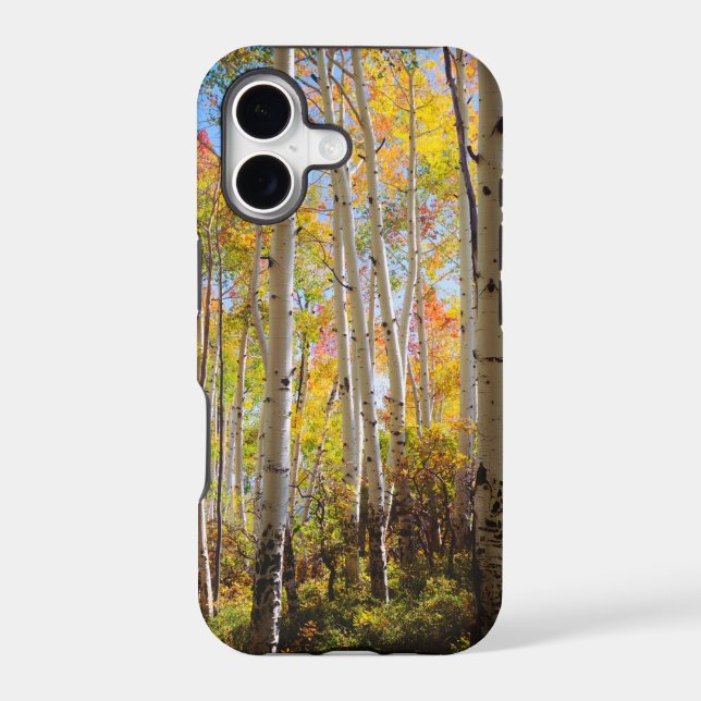 Fall colours of Aspen trees 5 (Back)