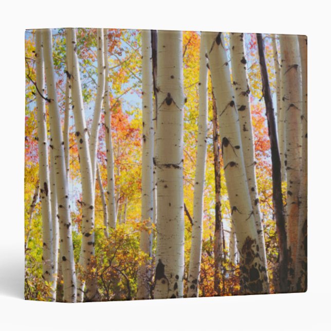 Fall colours of Aspen trees 5 Binder (Front/Spine)