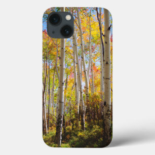 Fall colours of Aspen trees 5 iPhone 13 Case