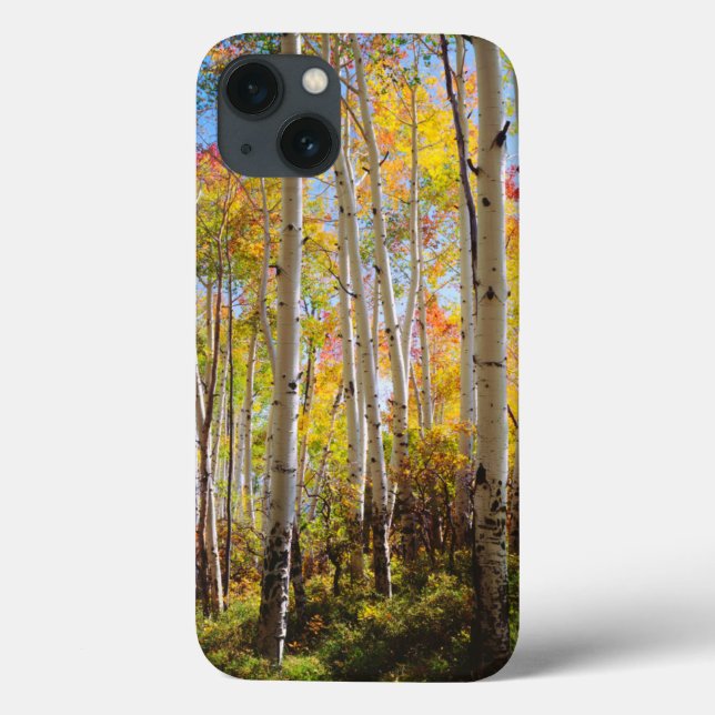 Fall colours of Aspen trees 5 Case-Mate iPhone Case (Back)