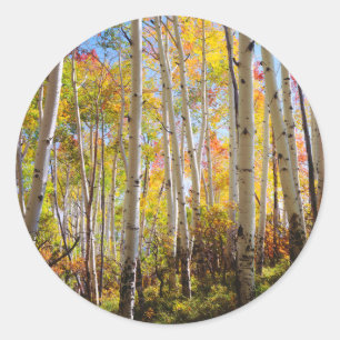 Fall colours of Aspen trees 5 Classic Round Sticker
