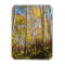 Fall colours of Aspen trees 5