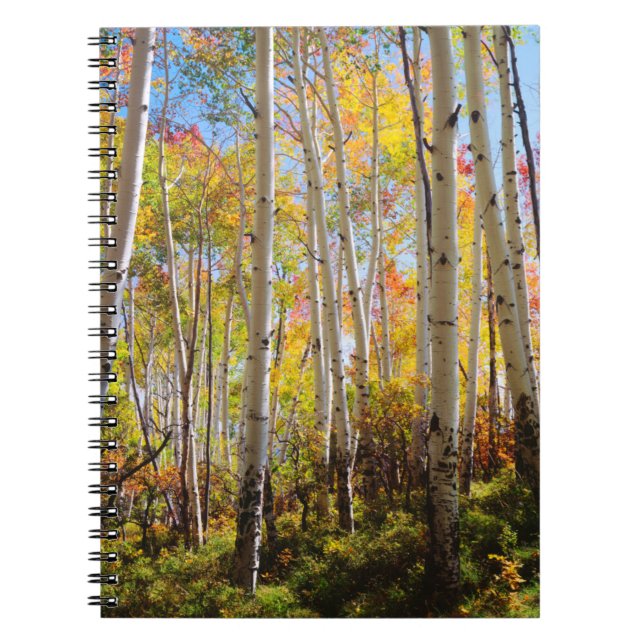 Fall colours of Aspen trees 5 Notebook (Front)