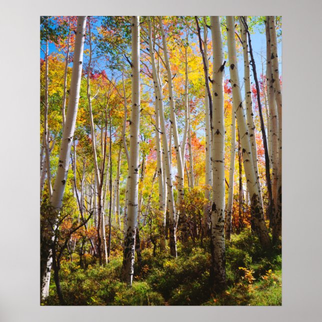 Fall colours of Aspen trees 5 Poster (Front)