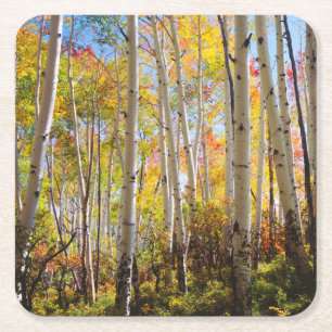 Fall colours of Aspen trees 5 Square Paper Coaster