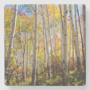 Fall colours of Aspen trees 5 Stone Coaster