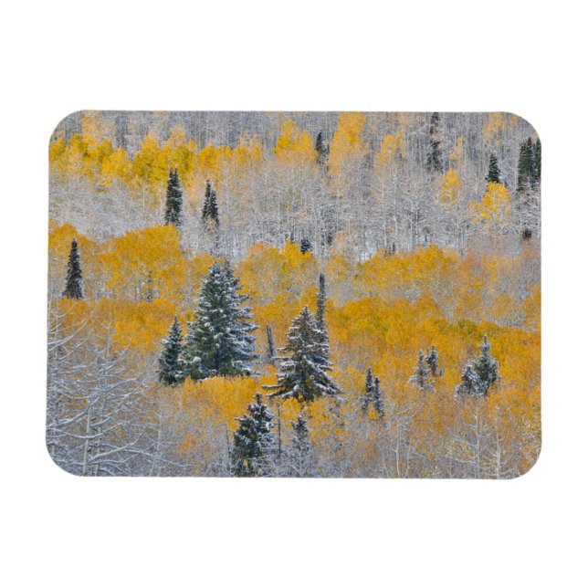 Fall Colours of Aspens & Fresh Snow Keebler Pass Magnet (Horizontal)