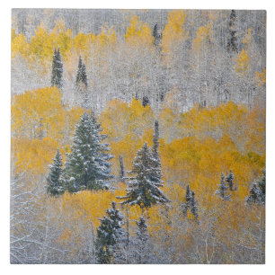 Fall Colours of Aspens & Fresh Snow Keebler Pass Tile