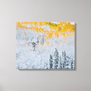 Fall Colours of Aspens Rocky Mountains, Colorado Canvas Print