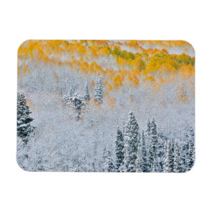 Fall Colours of Aspens   Rocky Mountains, Colorado Magnet