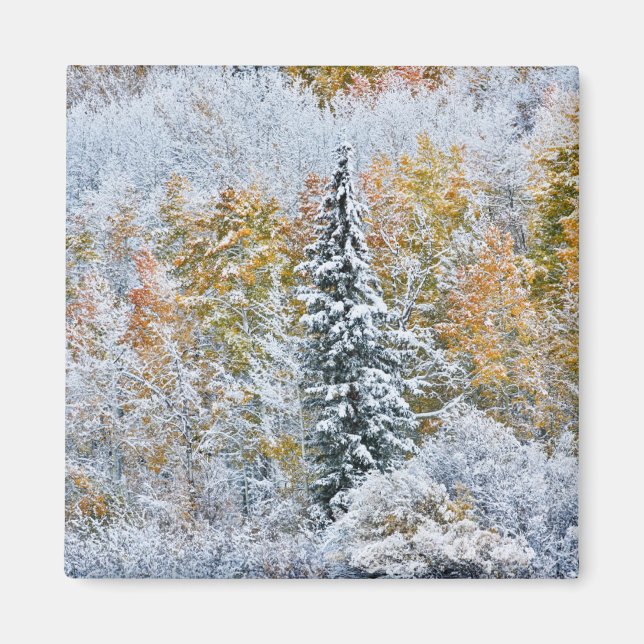 Fall Colours of Aspens & Snow Keebler Pass Magnet (Front)