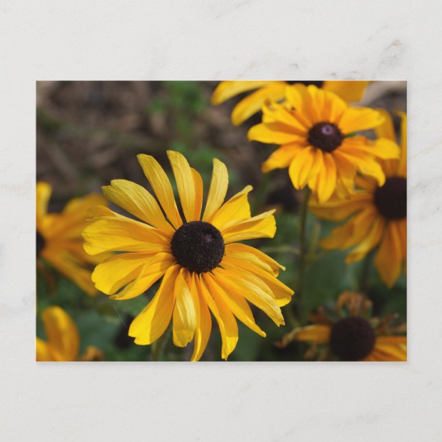 Fall Colours Postcard (Front)