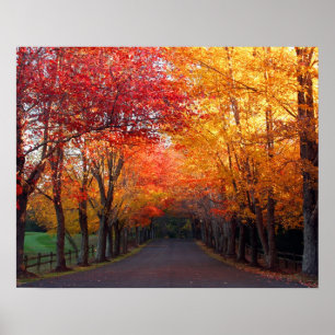 Fall Colours Print