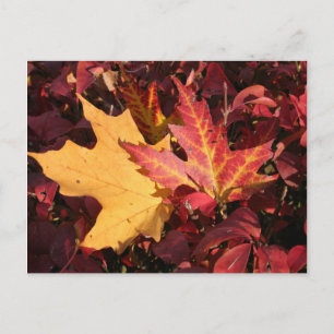 Fall Contrast Postcard