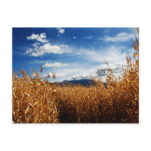 Fall Corn Fields