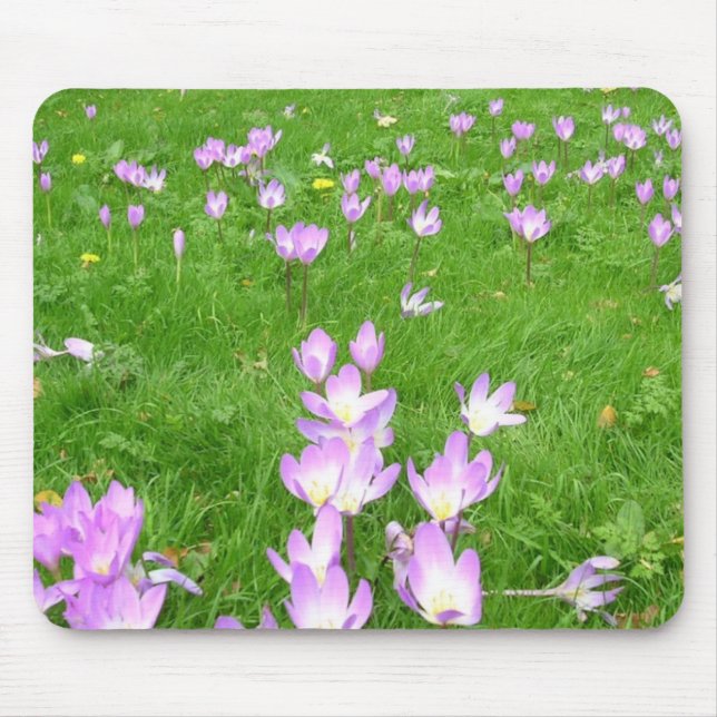 Fall Crocus in England Mouse Pad (Front)