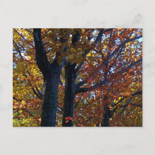 Fall Delicacy Postcard