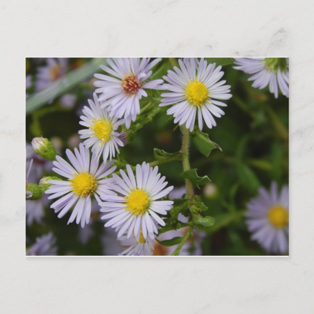 Fall Flowers Postcard (Front)