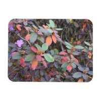 Fall Foliage Autumn Leaves Nature Tree Photography