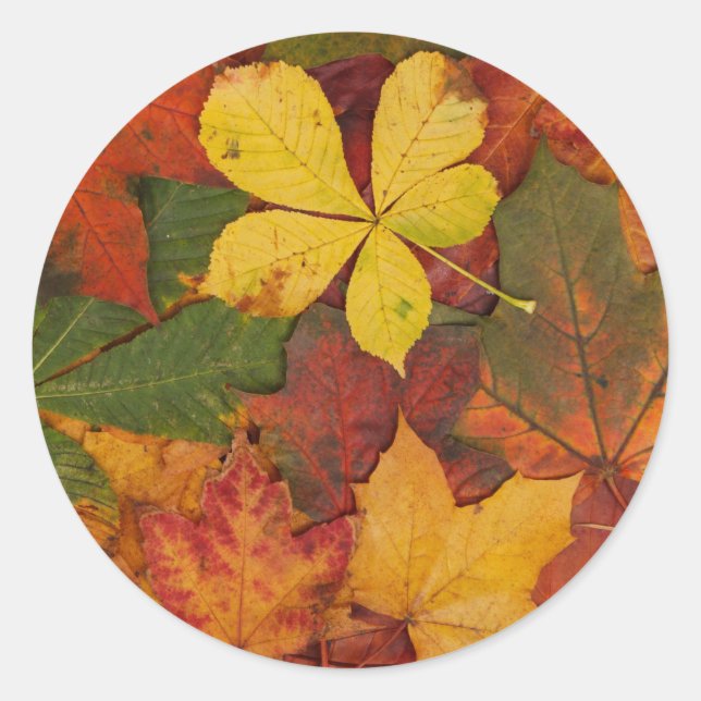 Fall Foliage Classic Round Sticker (Front)