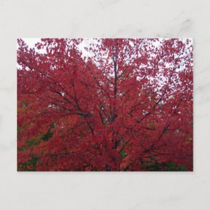 Fall Foliage in NH 2 Postcard