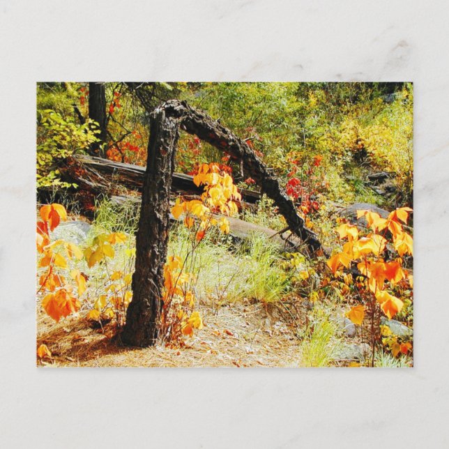 Fall Foliage, Jemez Mt. Trail, NM Postcard (Front)