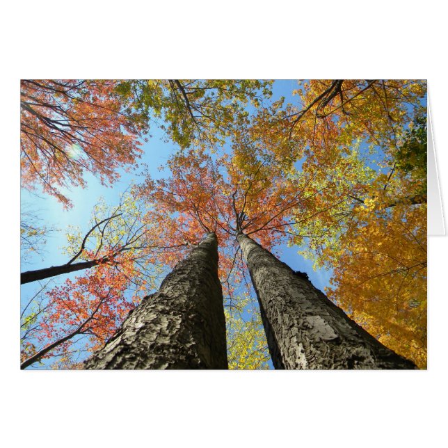 Fall foliage looking up 2 (Front Horizontal)