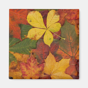 Fall Foliage Magnet