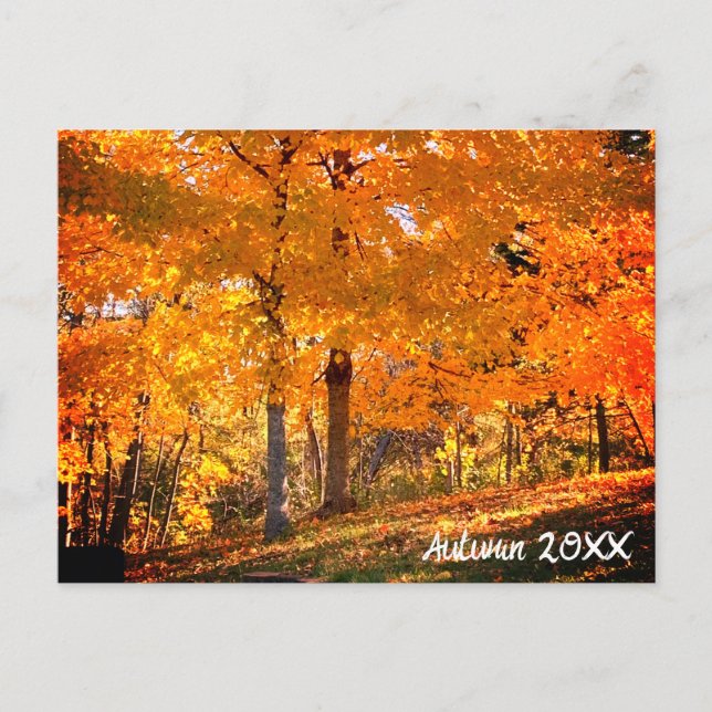Fall Foliage  Postcard (Front)