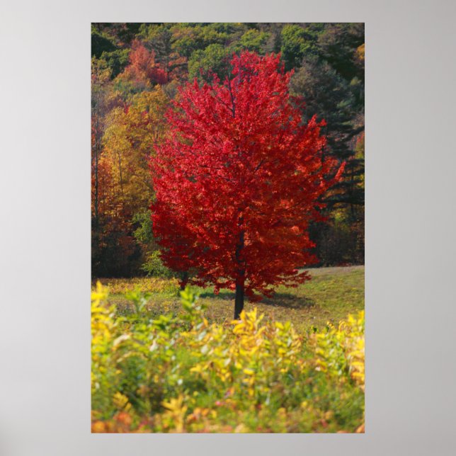 Fall Foliage Poster (Front)