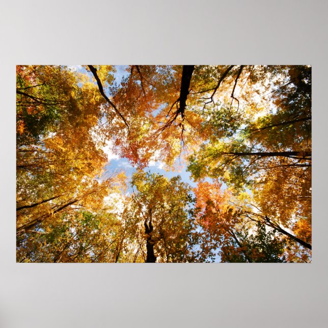 Fall Foliage Print (Front)